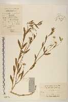 白頂飛蓬藏品圖，第1張