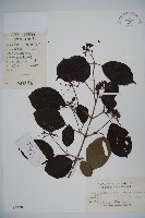 蝴蠂莢迷藏品圖，第1張