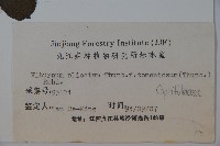 蝴蠂莢迷藏品圖，第2張