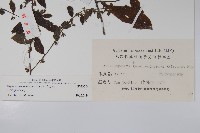 盾果草藏品圖，第2張