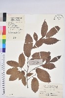 茅栗藏品圖，第1張