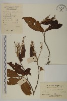 華東山柳藏品圖，第1張