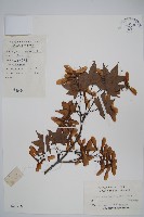 秀麗槭藏品圖，第1張