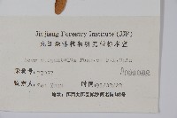 秀麗槭藏品圖，第2張