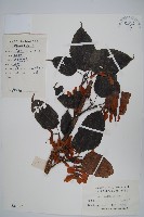 青榨槭藏品圖，第1張