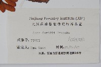 青榨槭藏品圖，第2張