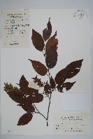 短尾鵝耳櫪藏品圖，第1張