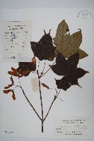 天台闊葉槭藏品圖，第1張