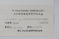 天台闊葉槭藏品圖，第2張