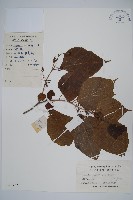 華八角楓藏品圖，第1張