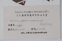 華八角楓藏品圖，第2張