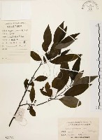 山胡椒藏品圖，第1張