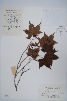 五裂槭藏品圖，第1張