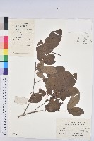 白木烏臼藏品圖，第1張