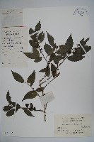 密毛假黃楊藏品圖，第1張