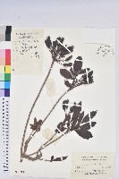 羊躑躅藏品圖，第1張