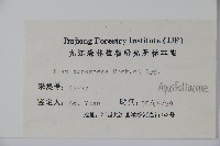密毛假黃楊藏品圖，第2張