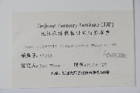 鈍角三峽槭藏品圖，第2張