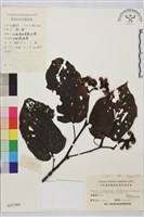 黃毛枳椇藏品圖，第1張