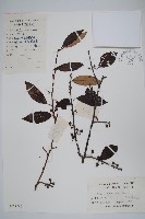 小葉獼猴桃藏品圖，第1張