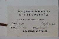 接骨木，木蒴藋藏品圖，第2張