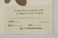 扶芳藤藏品圖，第3張