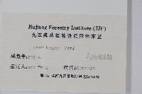 建始槭藏品圖，第2張