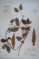 羊乳、四葉參藏品圖，第1張