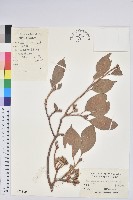 齒緣吊鐘花藏品圖，第1張