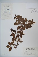 狹葉莢迷藏品圖，第1張