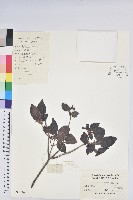 馬銀花藏品圖，第1張