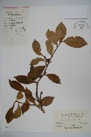 厚葉冬青藏品圖，第1張