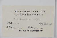 厚葉冬青藏品圖，第2張