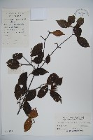 登錄號:S023812藏品圖，第1張