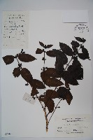 裡白忍冬、紅腺忍冬藏品圖，第1張