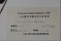 裡白忍冬、紅腺忍冬藏品圖，第2張