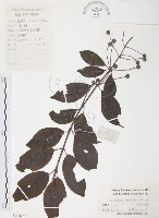 風箱樹藏品圖，第1張