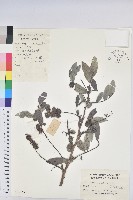 紅毛饅頭果藏品圖，第1張