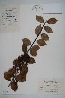 枸骨藏品圖，第1張