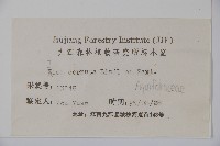 枸骨藏品圖，第2張