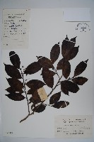 鐵冬青藏品圖，第1張
