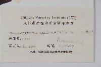 南酸棗藏品圖，第2張