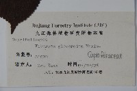 球花莢迷藏品圖，第2張