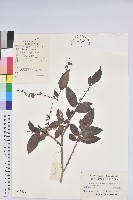 小果南燭藏品圖，第1張