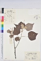 白背葉藏品圖，第1張