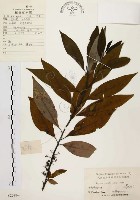 山胡椒藏品圖，第1張