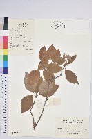 齒緣吊鐘花藏品圖，第1張