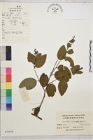 牯嶺勾兒菜, 臺灣黃鱔藤藏品圖，第1張