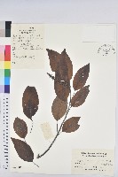 白木烏臼藏品圖，第1張