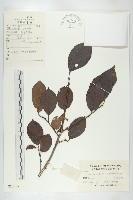 油柿藏品圖，第1張